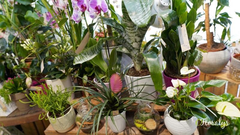 Vente plantes