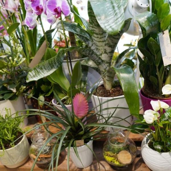 Vente plantes