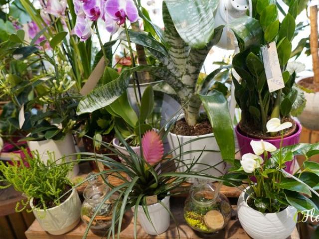 Vente plantes