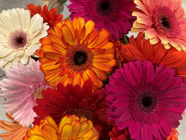 Entretien du gerbera par O'Floralys Sotteville-lès-Rouen et Le Grand-Quevilly   