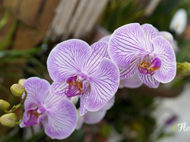 Entretien des orchidées par O'Floralys Sotteville Les Rouen Et Grand Quevilly