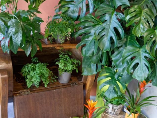 Comment entretenir vos plantes vertes d'intérieur par O'Floralys 